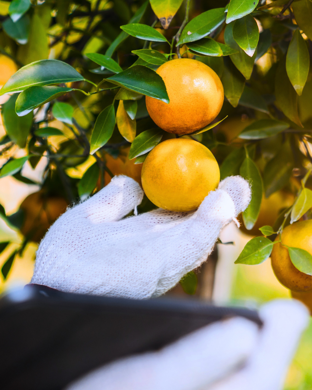 Mano con guante blanco recolectando naranja madura del árbol