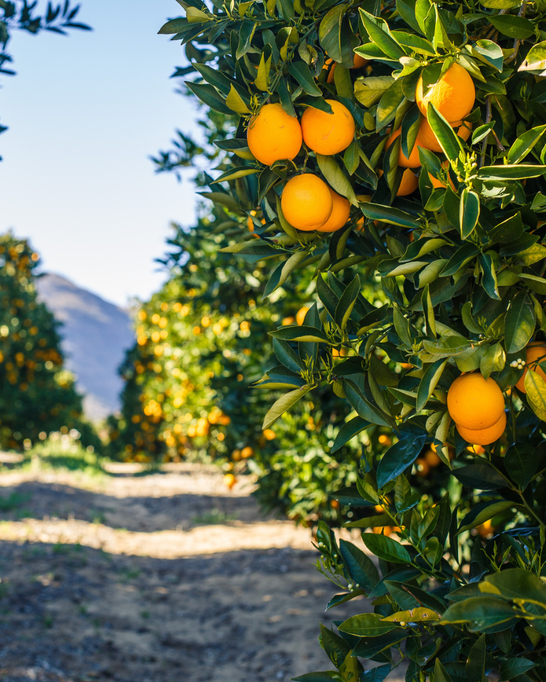 Plantación de naranjas con árboles alineados y frutos maduros al sol, con montaña al fondo