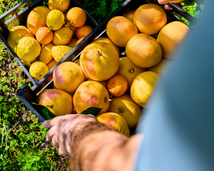 Naranjas recolectadas en caja plástica durante cosecha en el campo