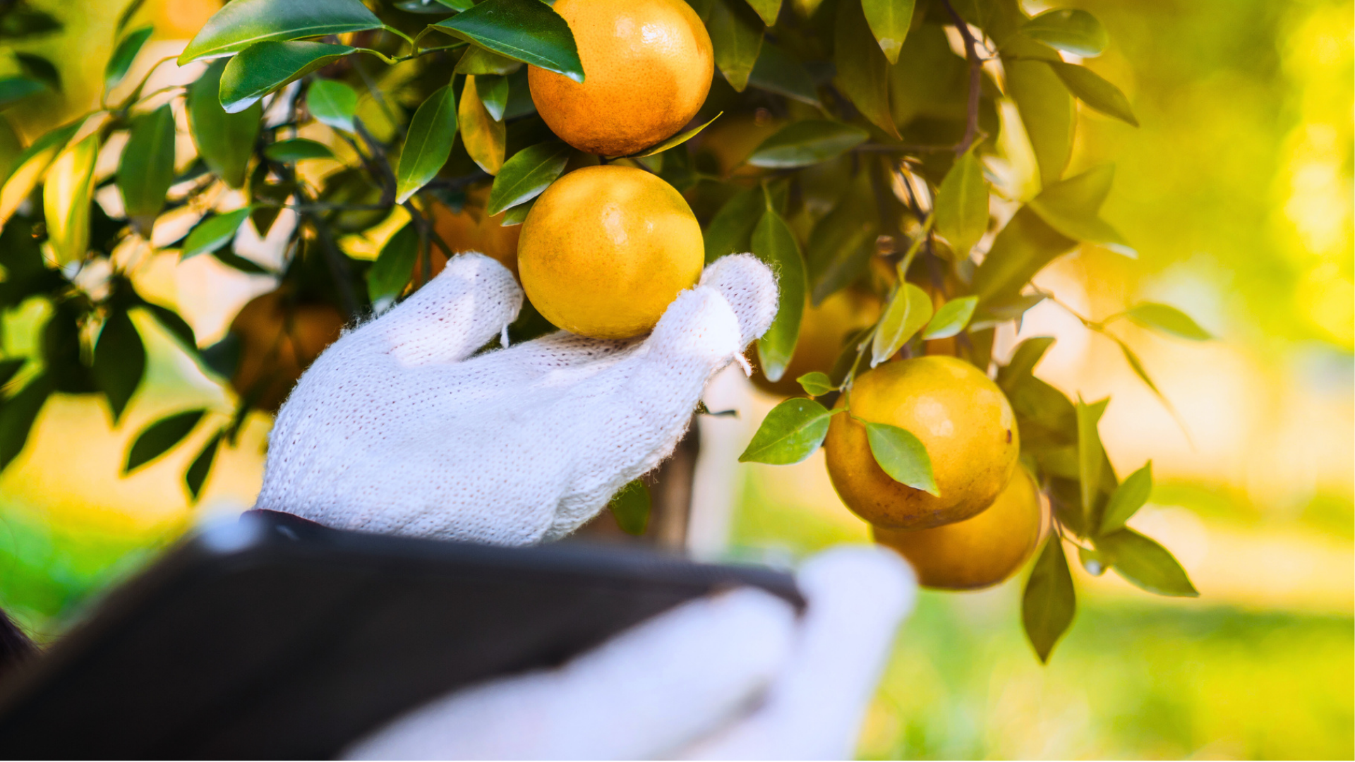Agricultor con guante recolectando naranja directamente del árbol