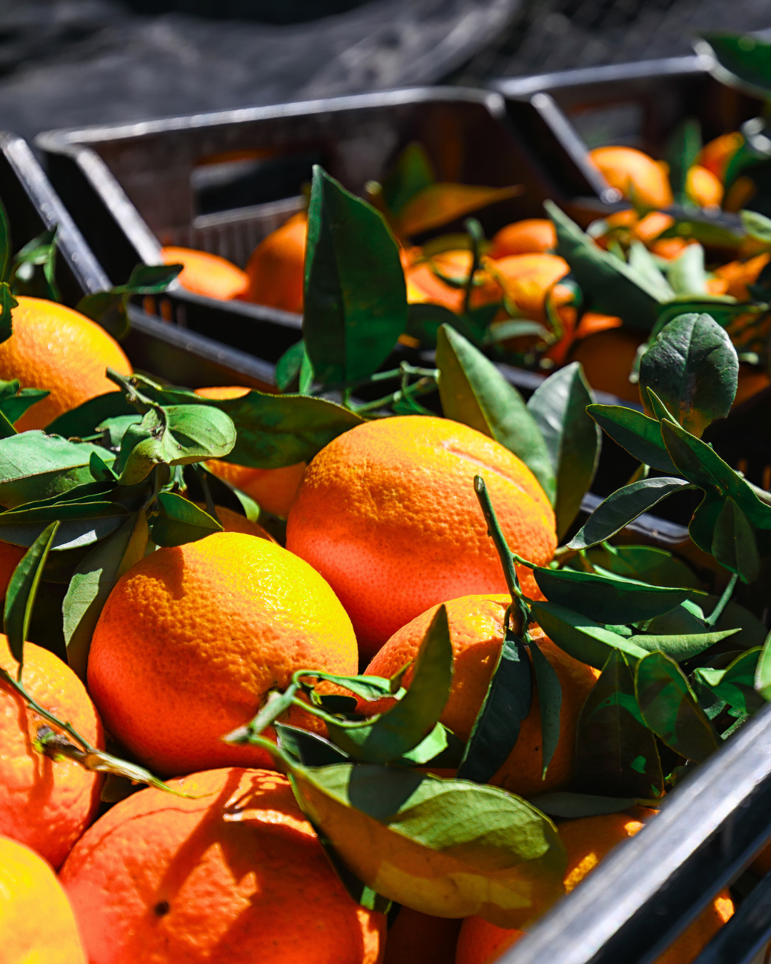 Naranjas frescas recolectadas en canasta de campo agrícola
