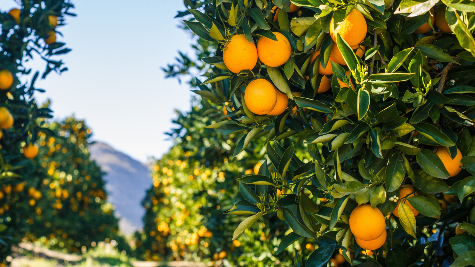 Plantación de naranjos con frutos maduros y montañas al fondo
