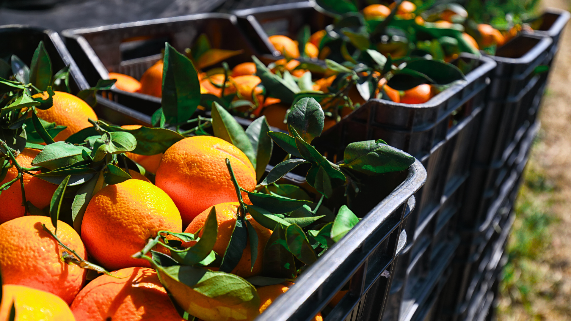 Cosecha de naranjas frescas en canastas de campo agrícola
